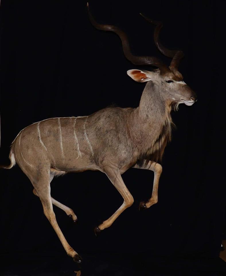 Animaux naturalisés Tourouvre au Perche 